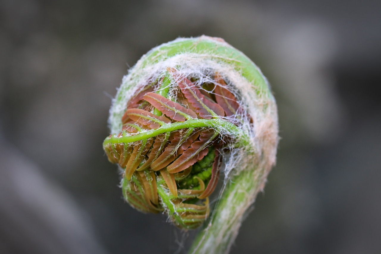 Osmunda regalis – Koningsvaren - schaduwplanten